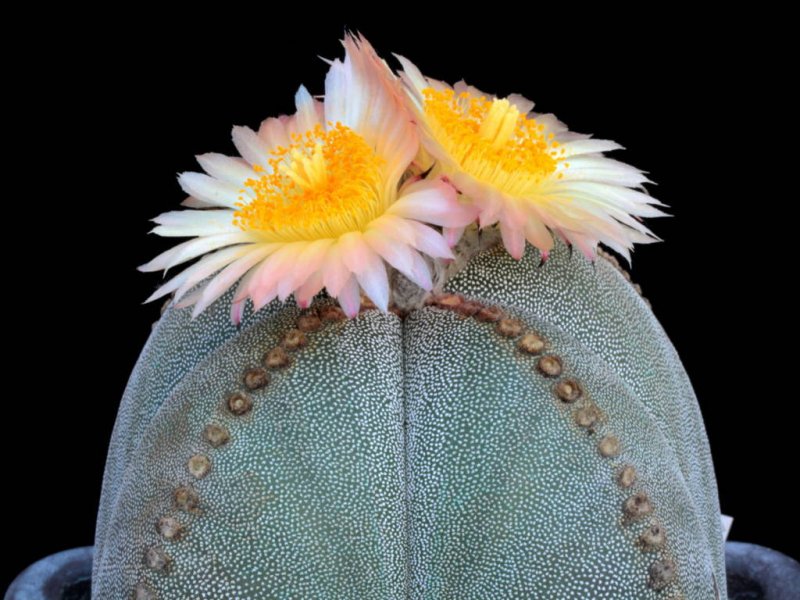 Astrophytum myriostigma f. quadricostatum 