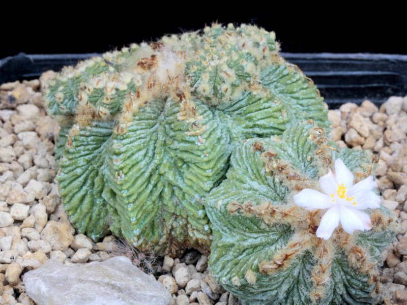 Aztekium ritteri 