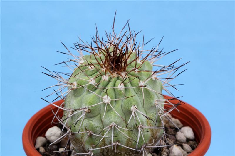 Copiapoa ahremephiana 