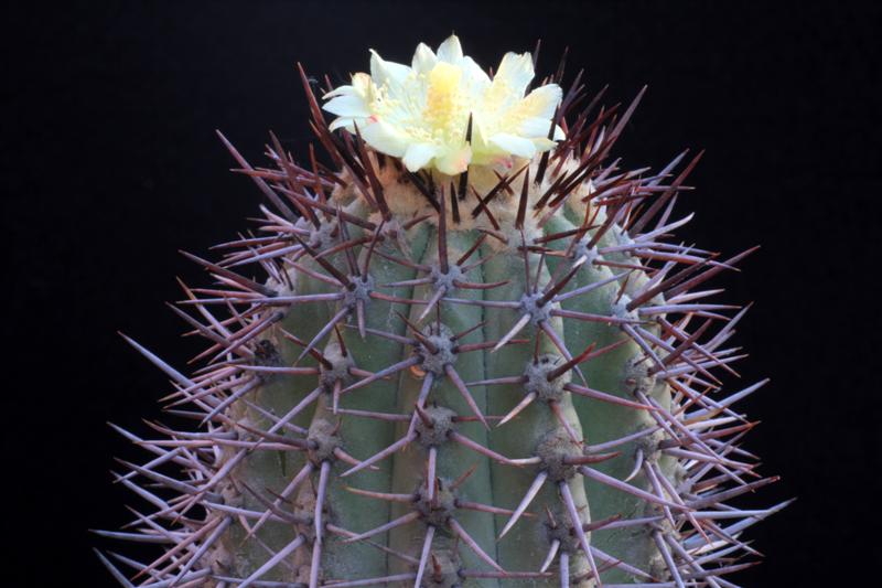 Copiapoa calderana 