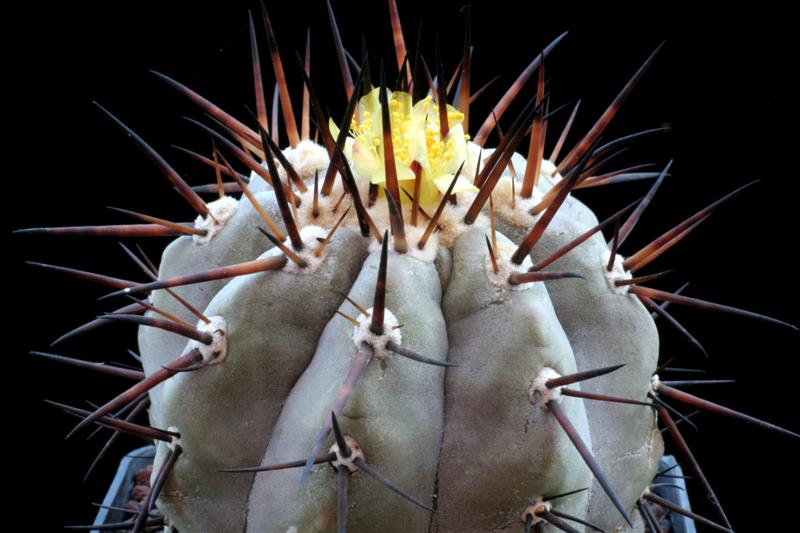 Copiapoa cinerea 