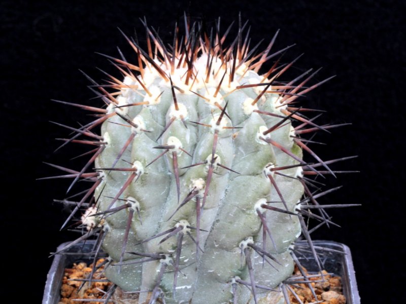 copiapoa cinerea