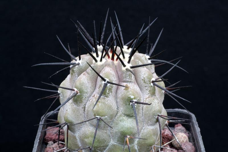 Copiapoa cinerea 