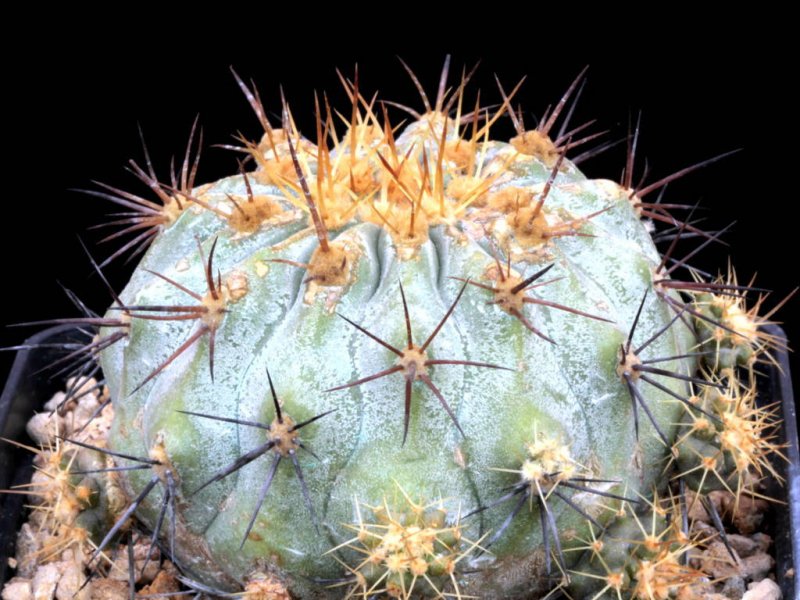 Copiapoa haseltoniana 