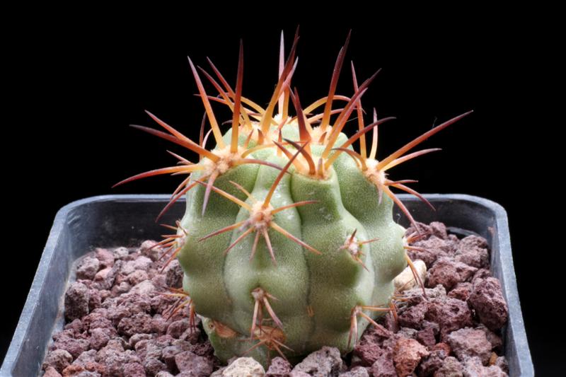 Copiapoa solaris 