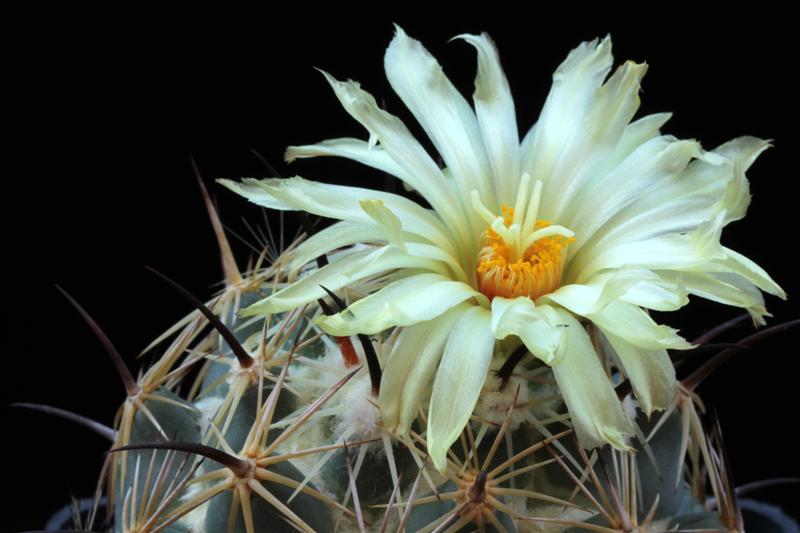 Coryphantha cornifera 