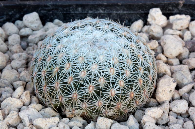 Coryphantha werdermannii 