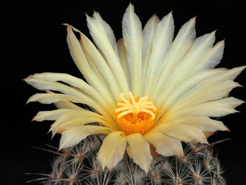 Coryphantha werdermannii 