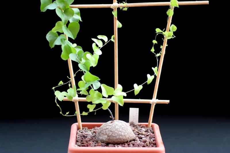 Dioscorea elephantipes 