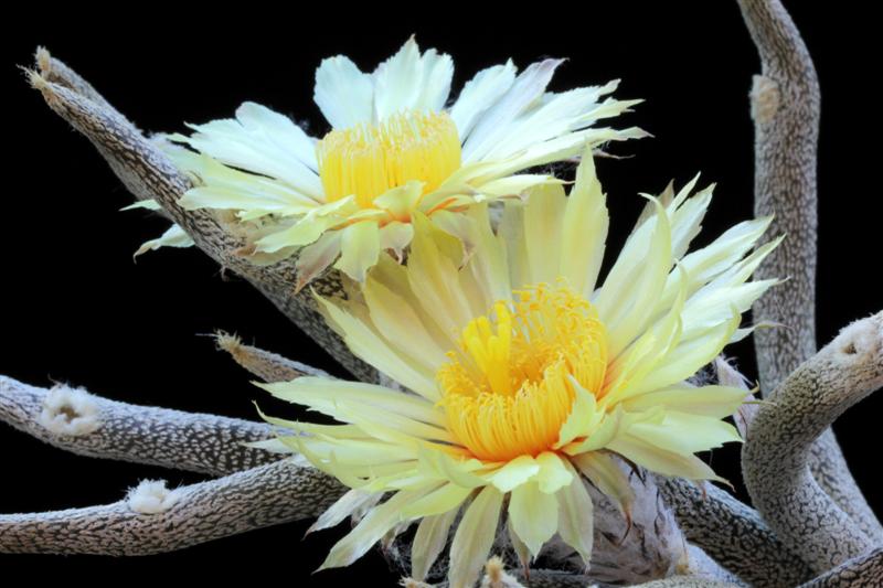 Astrophytum caput-medusae 