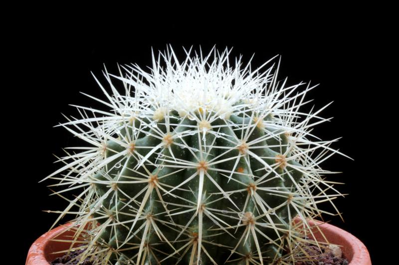 Echinocactus grusonii v. albispinus 