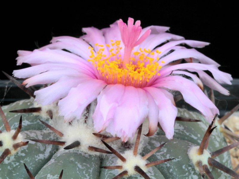 Echinocactus horizonthalonius 