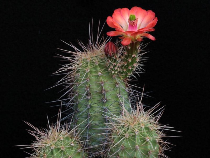 Echinocereus coccineus SB 850