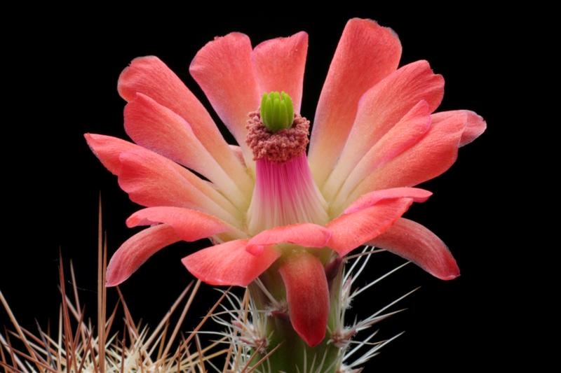 Echinocereus coccineus ssp. rosei SB 850