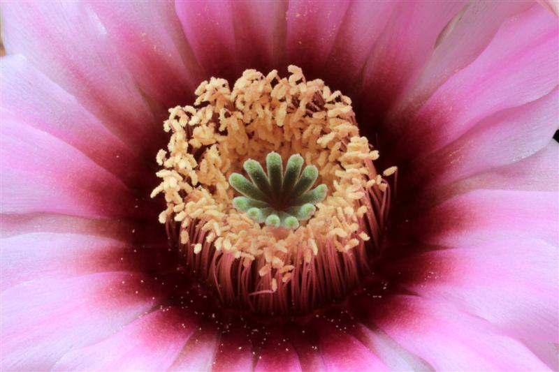 Echinocereus  fitchii ssp. albertii 