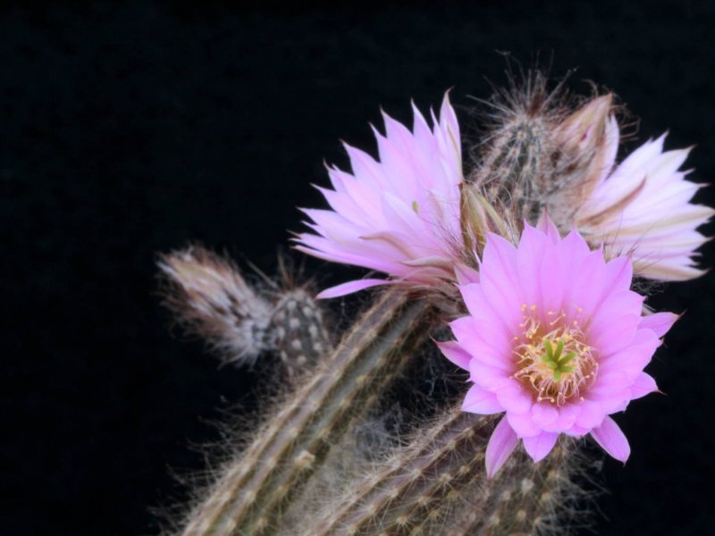 Echinocereus schmollii 