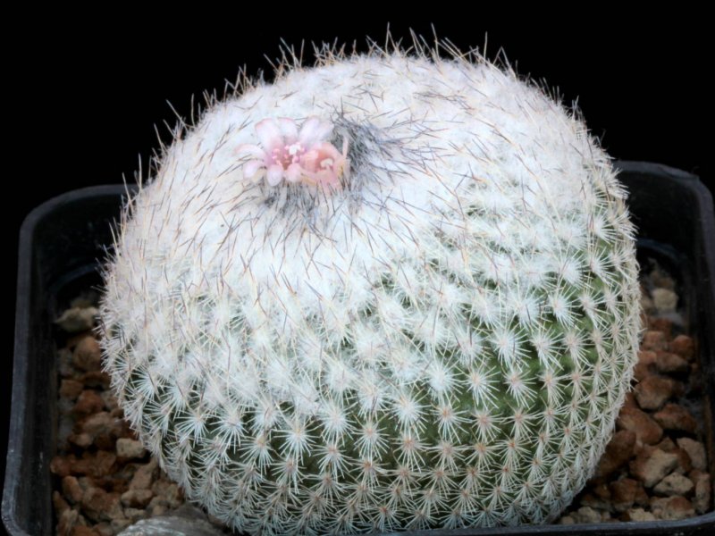 Epithelantha unguispina ssp. huastecana BZ 58