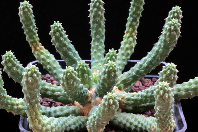 Euphorbia esculenta 
