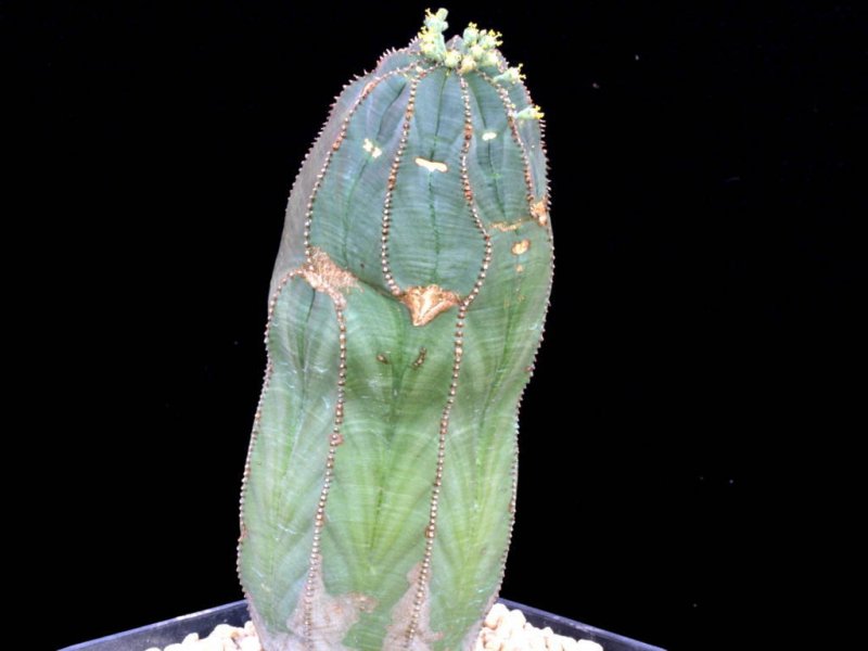 Euphorbia obesa 