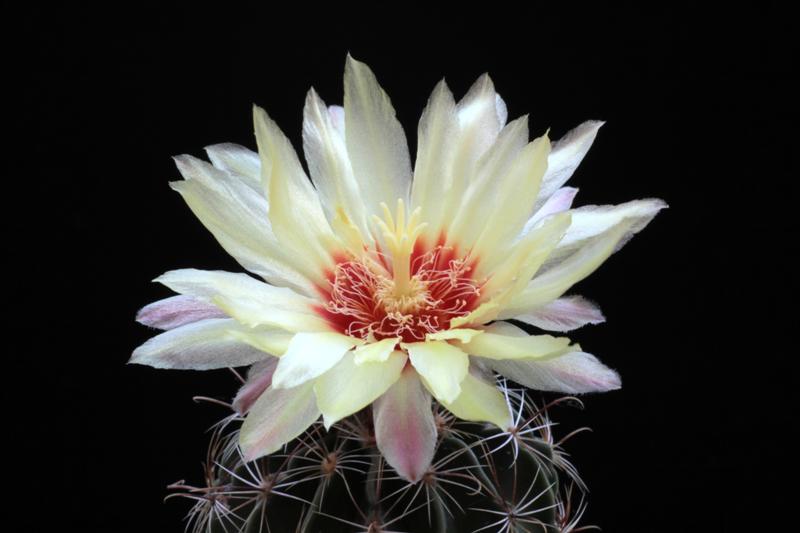 Hamatocactus bicolor 