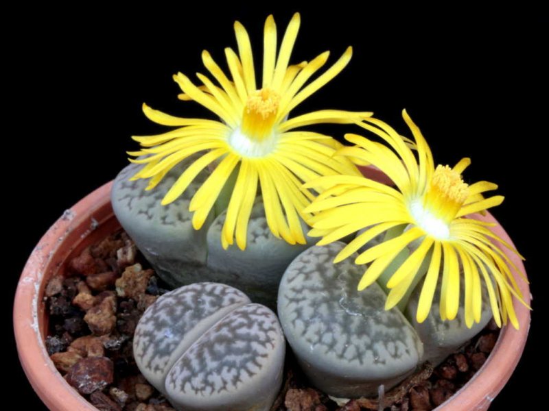 Lithops schwantesii PV 454