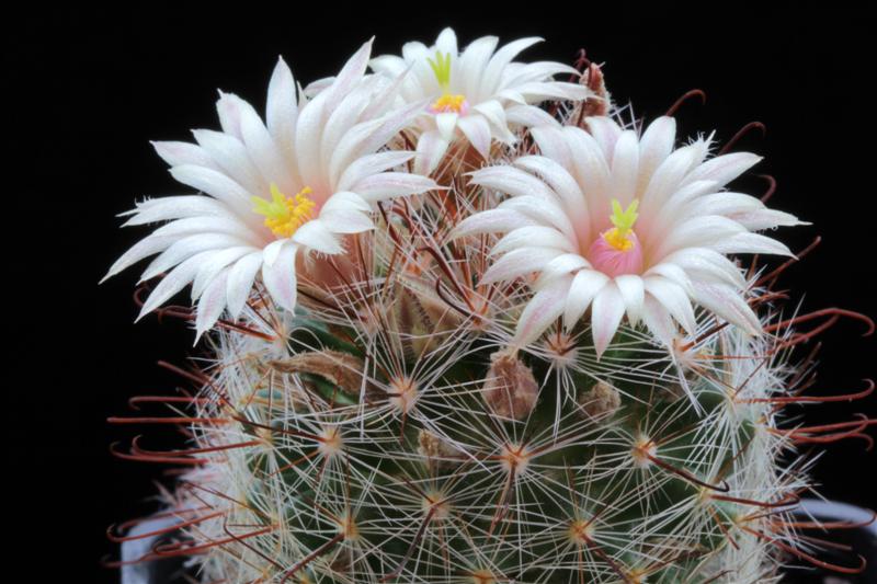 Mammillaria barbata 