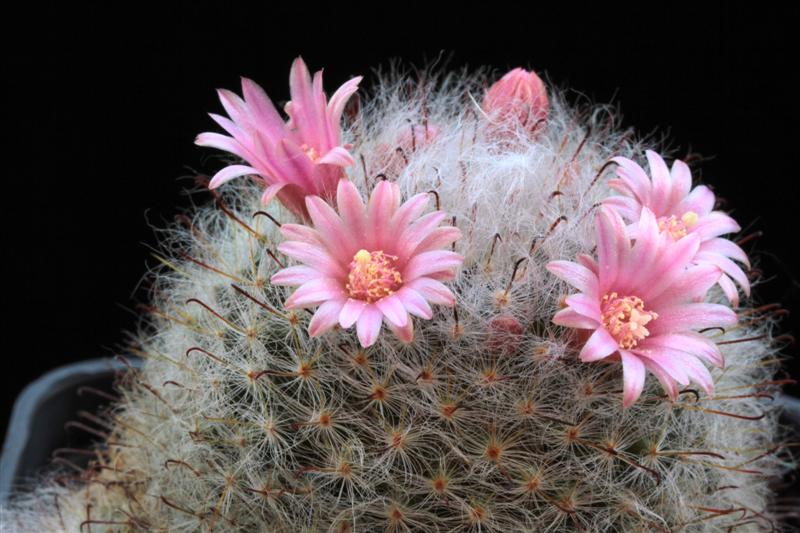 Mammillaria bocasana 