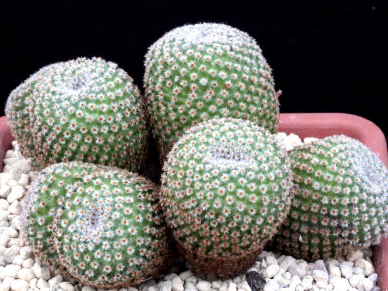 Mammillaria crucigera 