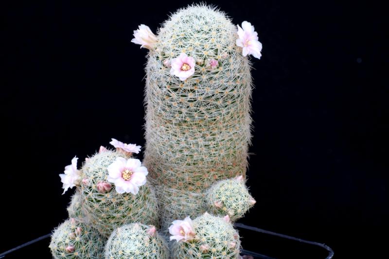 Mammillaria giselae 