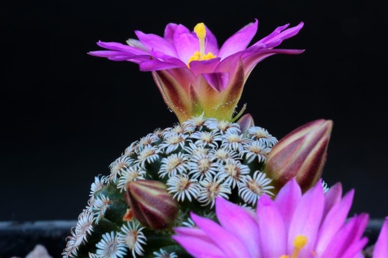 Mammillaria hernandezii 