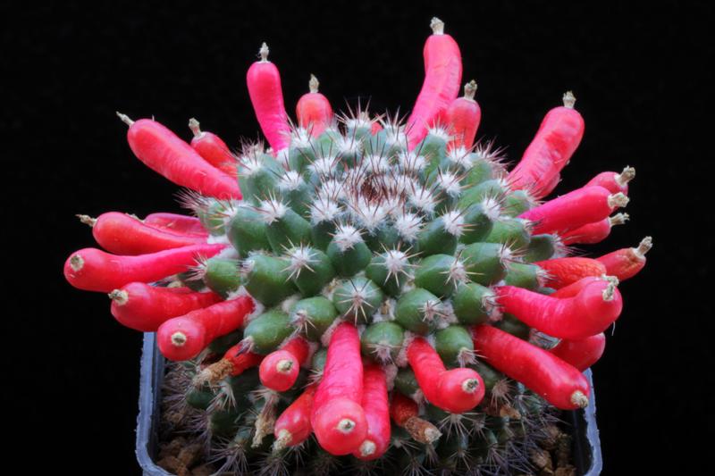 Mammillaria mammillaris 