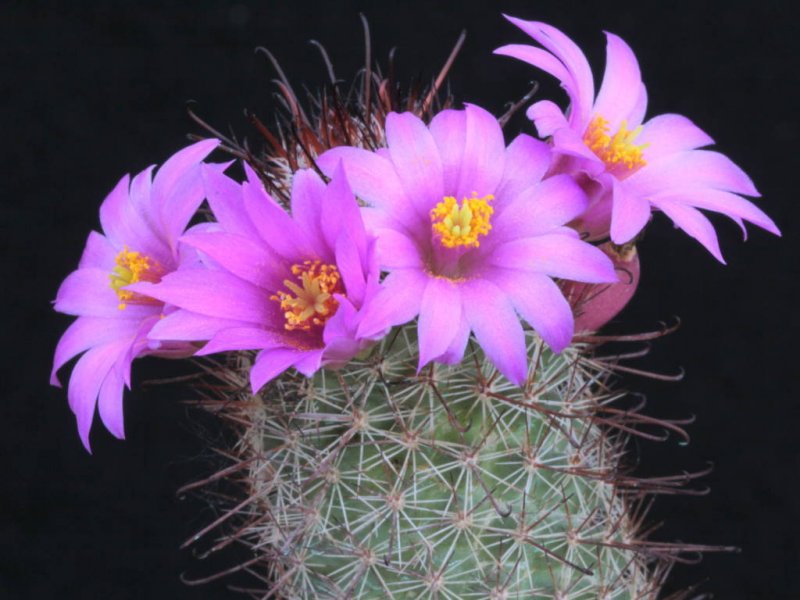 Mammillaria occidentalis 