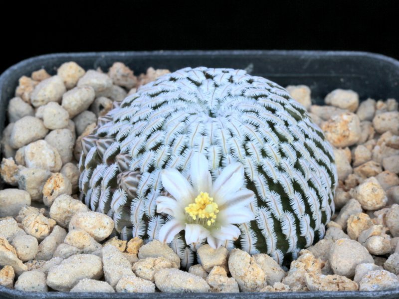 Mammillaria pectinifera 