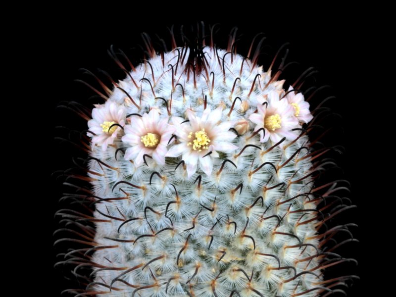 Mammillaria perezdelarosae 