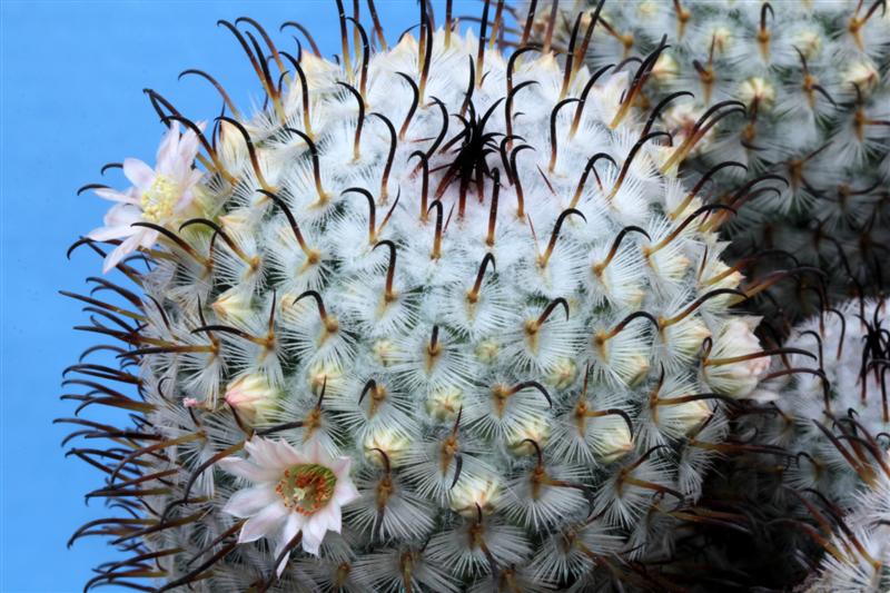 Mammillaria perezdelarosae 