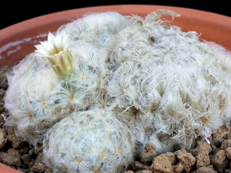 Mammillaria plumosa 