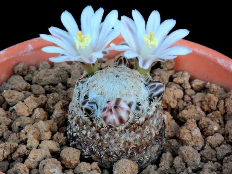 Mammillaria sanchez-mejoradae 