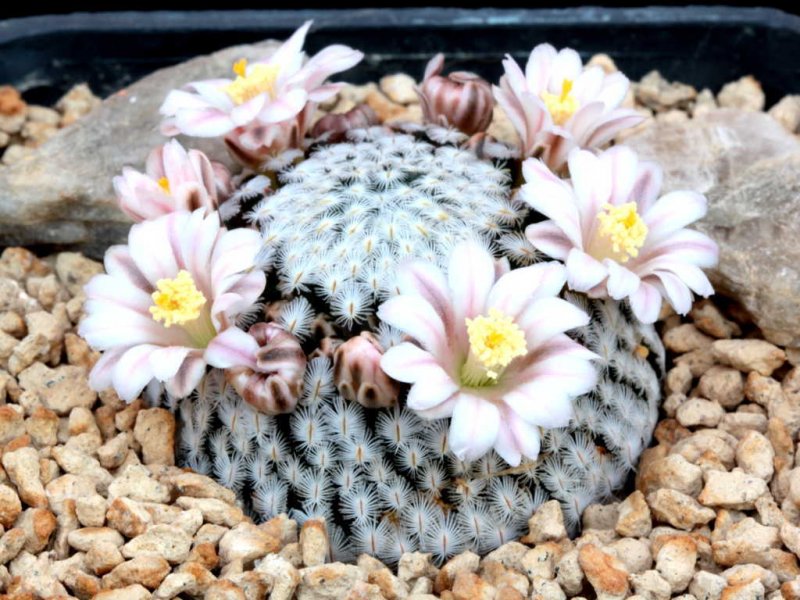 Mammillaria sanchez-mejoradae 