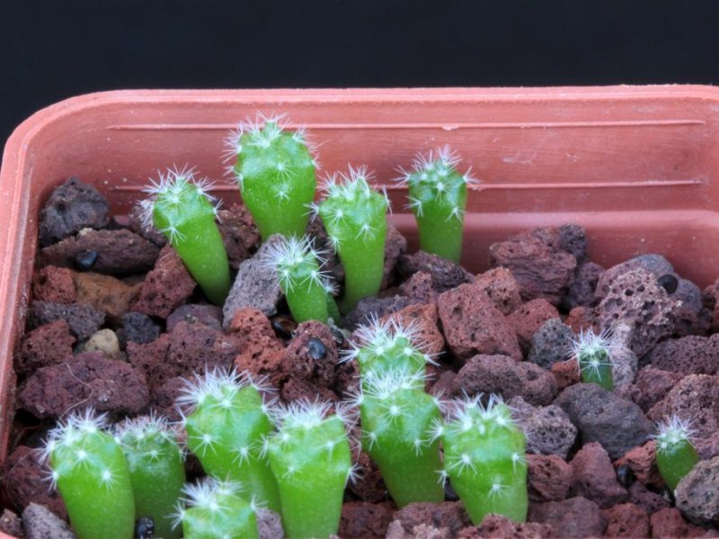 Mammillaria senilis albiflora 