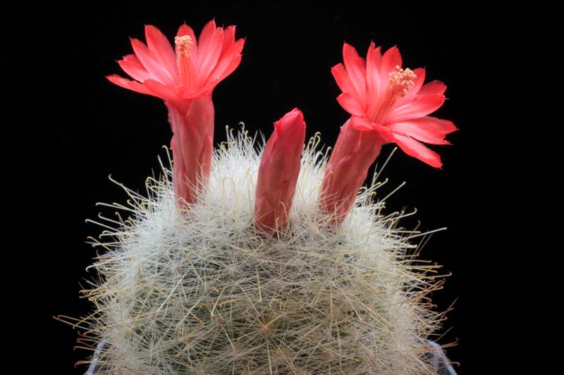 Mammillaria senilis 