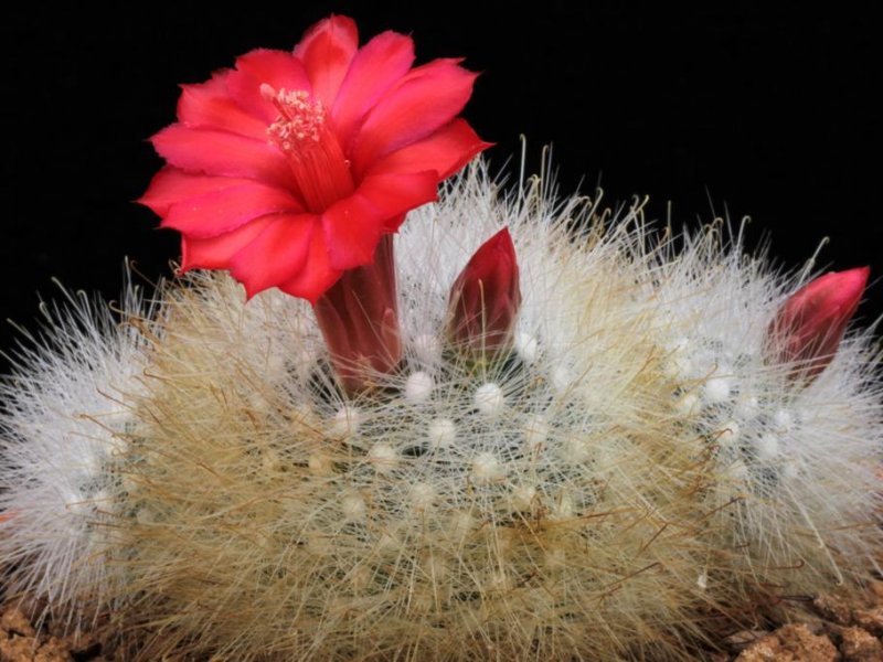 Mammillaria senilis 