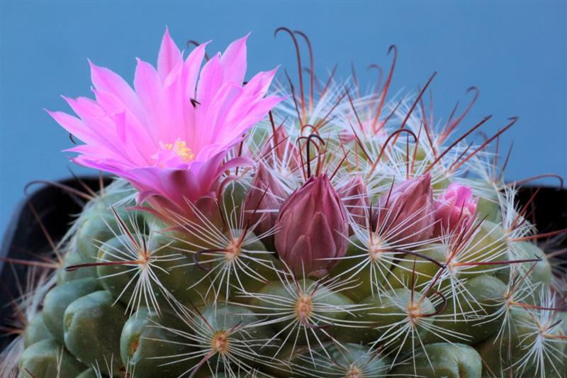 Mammillaria stampferi 