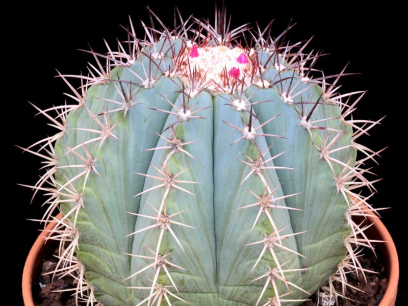 Melocactus azureus 