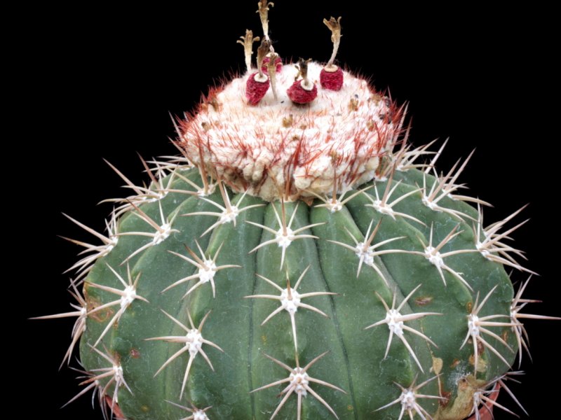 Melocactus ruestii 