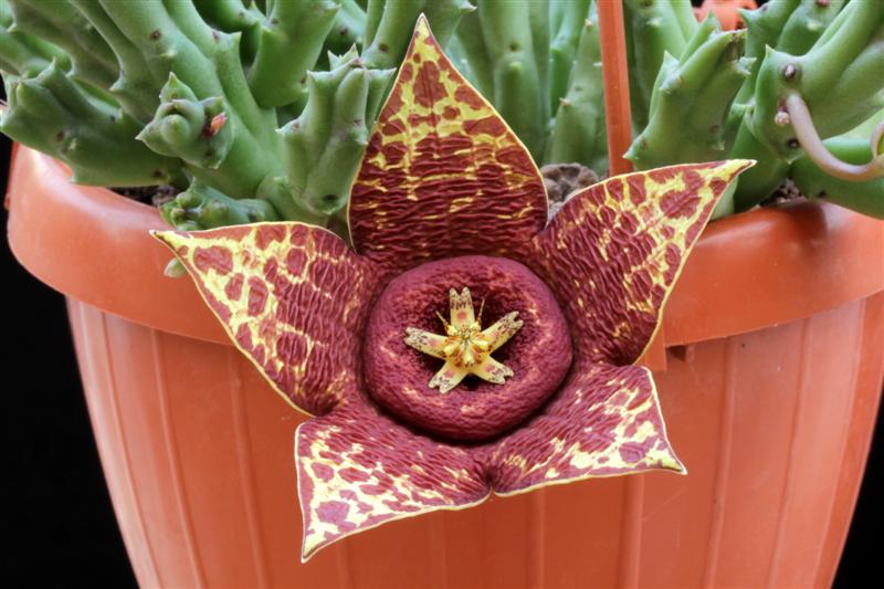 Orbea variegata 