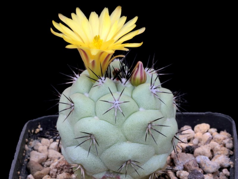 Ortegocactus macdougallii 