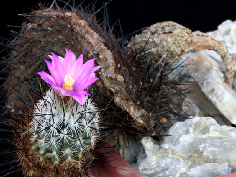 Rapicactus subterraneus 