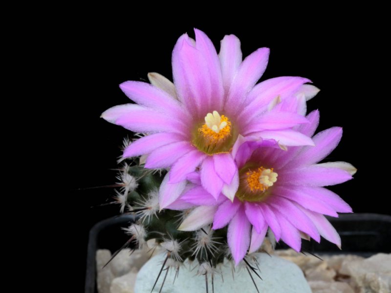 Rapicactus subterraneus FPAN 340