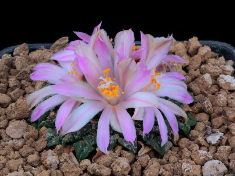 Ariocarpus kotschoubeyanus 