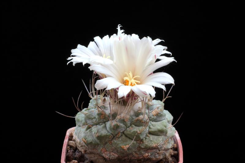 Strombocactus disciformis 